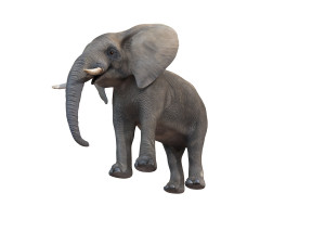 elephant rigged animal Model 3D