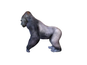 gorilla rigged animal 3D Model