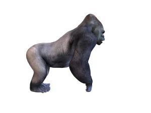 gorilla rigged animal 3D Model