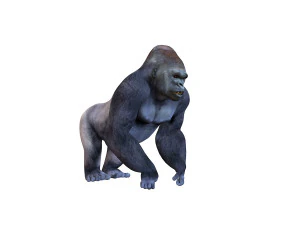 gorilla rigged animal 3D Model