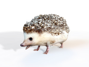 hedgehog rigged animal 3D Model
