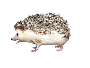 hedgehog rigged animal Model 3D