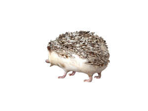 hedgehog rigged animal Model 3D