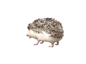 hedgehog rigged animal 3D Model