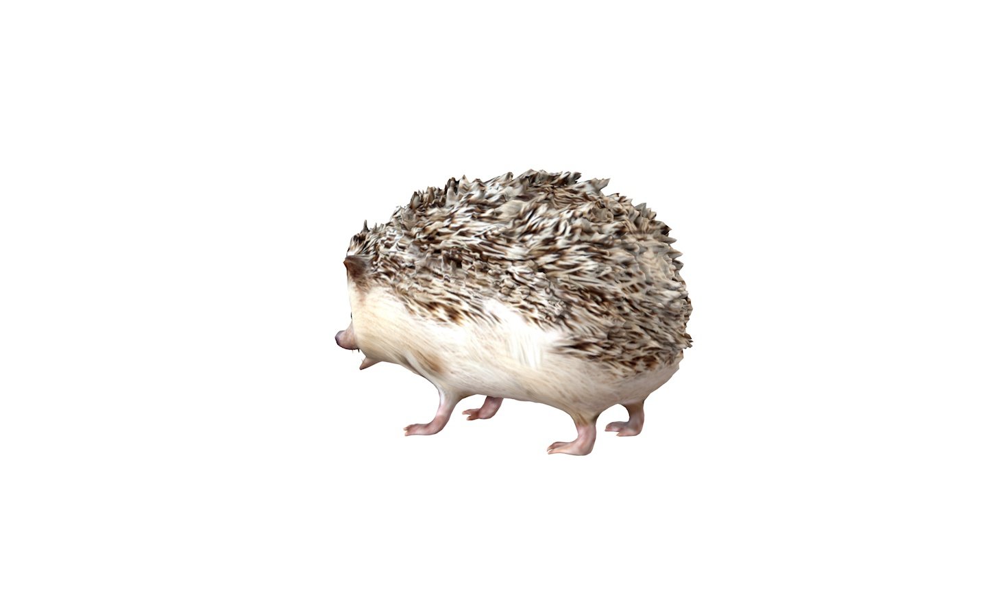 Hedgehog 3d. Еж модель. Еж 3д модель.