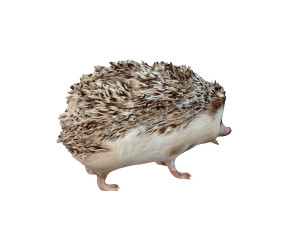 hedgehog rigged animal Model 3D