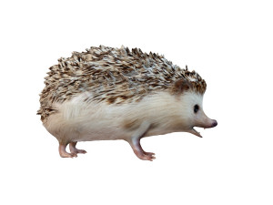 hedgehog rigged animal Model 3D
