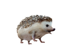 hedgehog rigged animal Model 3D