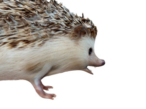 hedgehog rigged animal Model 3D
