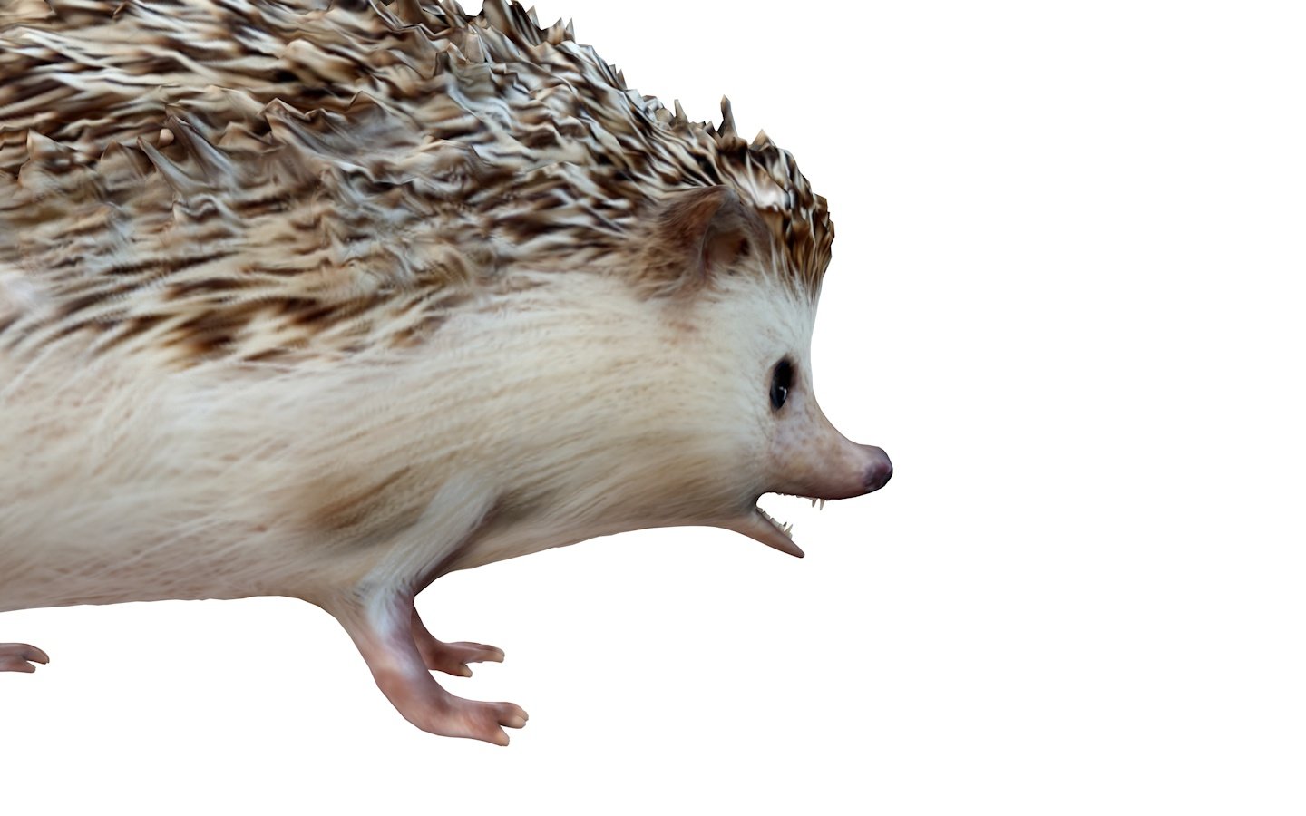 Hedgehogs мод. Еж 3д. Еж модель. Hedgehog 3д модель. Еж 3д модель мультяшная.