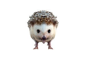 hedgehog rigged animal Model 3D