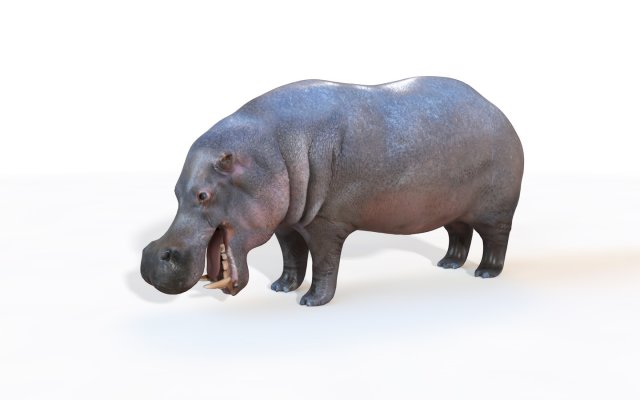 hippopotamus rigged animal Modèle 3D .c4d .max .obj .3ds .fbx .stl .blend 