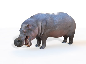 hippopotamus rigged animal 3D Model