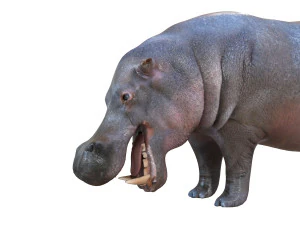 гіпопотам сфальсифікована тварина 3D Модель