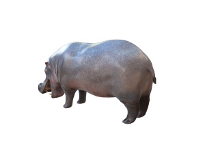 hippopotamus rigged animal Modèle 3D