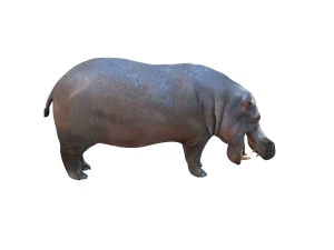 гіпопотам сфальсифікована тварина 3D Модель