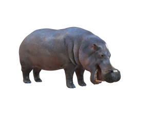 hippopotamus rigged animal Modèle 3D