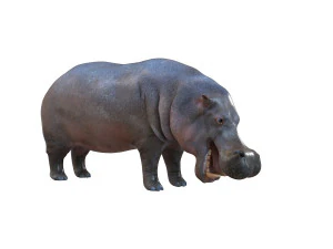 гіпопотам сфальсифікована тварина 3D Модель