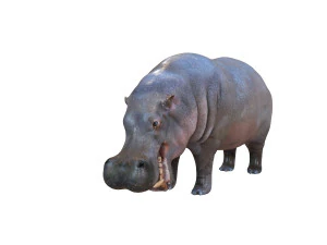 гіпопотам сфальсифікована тварина 3D Модель