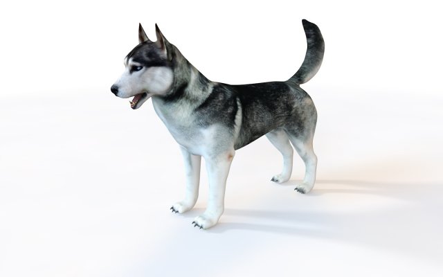 husky dog rigged animal 3Dモデル .c4d .max .obj .3ds .fbx .stl .blend 