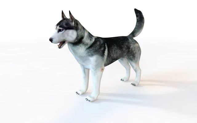 husky dog rigged animal 3D Model .c4d .max .obj .3ds .fbx .stl .blend 