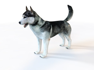 husky dog rigged animal 3D Model