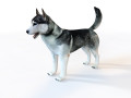 Husky Dog Rigged Animal 3D-Modell