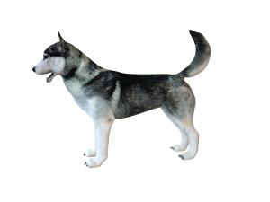 husky dog rigged animal 3Dモデル