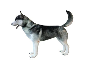 husky dog rigged animal 3D Model
