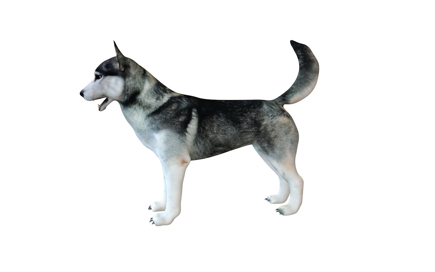 Husky Dog Rigged Animal 3d Model In Dog 3dexport