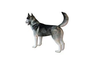 husky dog rigged animal 3D Model