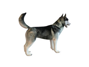 husky dog rigged animal 3Dモデル