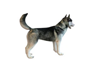 husky dog rigged animal 3D Model