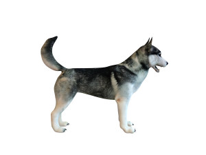 husky dog rigged animal 3Dモデル
