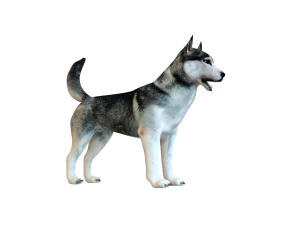 husky dog rigged animal 3D Model