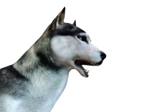 husky dog rigged animal 3Dモデル