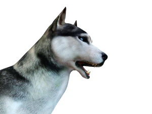 husky dog rigged animal 3D Model