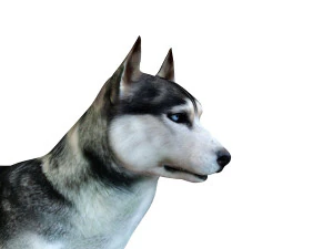 husky dog rigged animal 3D Model