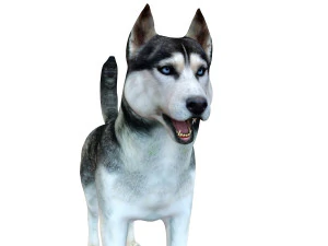husky dog rigged animal 3D Model