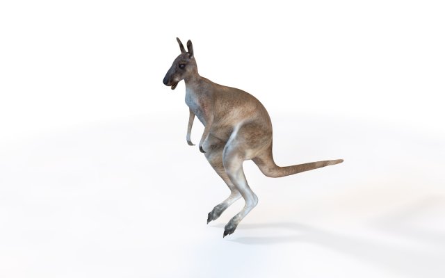 kangaroo rigged animal 3D 모델 .c4d .max .obj .3ds .fbx .stl .blend 