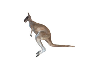kangaroo rigged animal 3D 모델