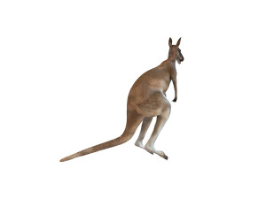 kangaroo rigged animal 3D 모델