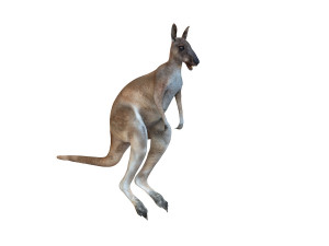 kangaroo rigged animal 3D 모델