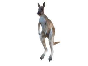kangaroo rigged animal 3D 모델