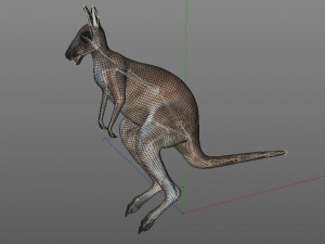 kangaroo rigged animal 3D 모델