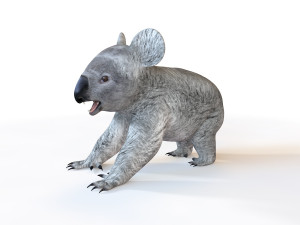 koala rigged animal 3D Model