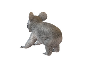 koala rigged animal Model 3D