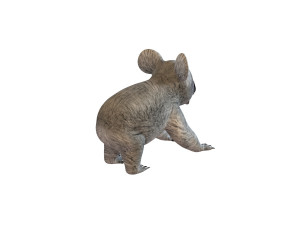 koala rigged animal Model 3D