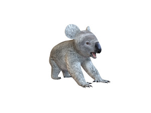 koala rigged animal Model 3D