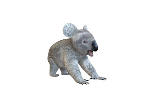 koala rigged animal 3D Model
